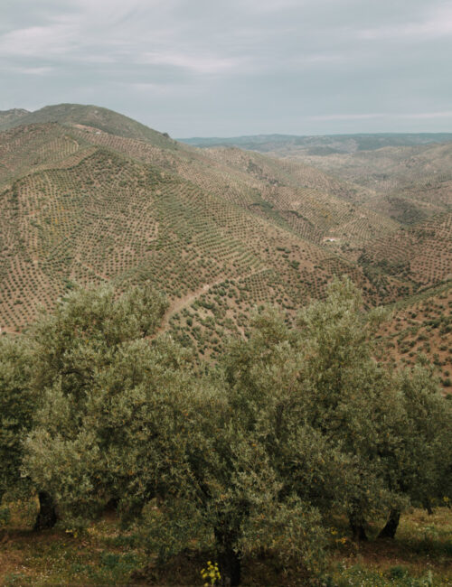 greece-olive-tree